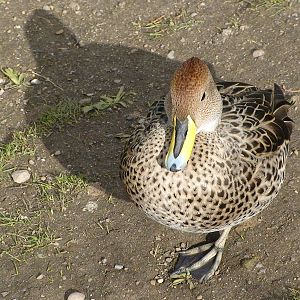 Brown pintail