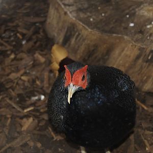 Malay Crestless fireback