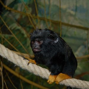 Red Handed tamarin