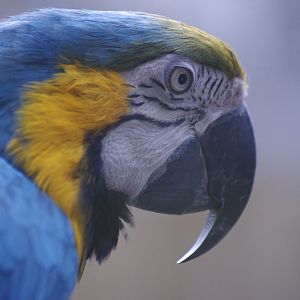 Blue and Yellow macaw