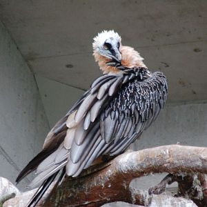 Bearded Vulture