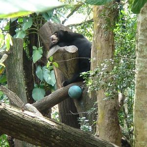 Sun Bear, Singapore Zoo