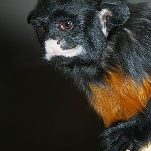 Amsterdam Zoo ("Artis")