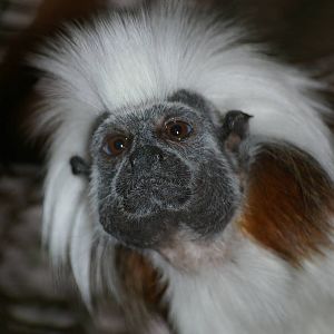 Amsterdam Zoo ("Artis")