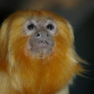 Amsterdam Zoo ("Artis")