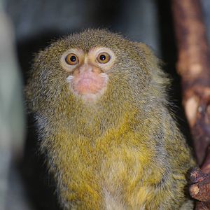 Amsterdam Zoo ("Artis")