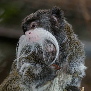 Amsterdam Zoo ("Artis")