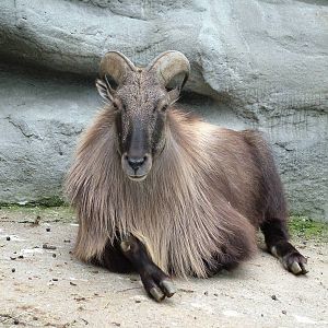 Himalayan Tahr (Hemitragus jemlahicus) at Hagenbecks, Hamburg