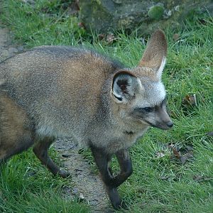 Bat-Eared Fox - Africa Alive! 2008