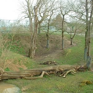 Kingdom of the Lion (from Look-Out) - Africa Alive! 2008