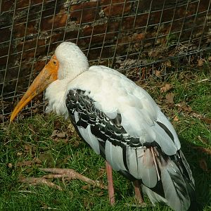 Painted Stork - Thrigby 2008