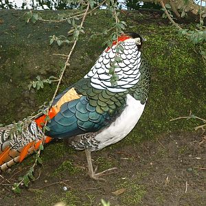 Lady Amherst's Pheasant - Thrigby 2008