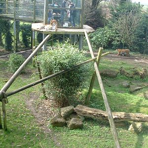Sumatran Tiger Enclosure - Thrigby 2008