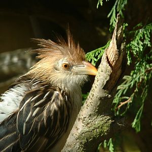 Guira Cuckoo - Thrigby 2008