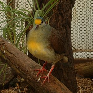 Sulawesi Ground Pigeon - Thrigby 2008