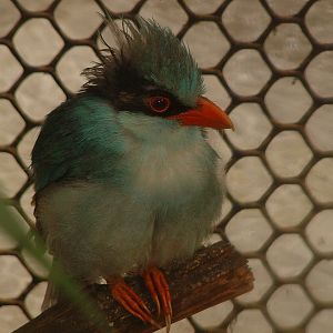 Short-tailed Greenpie - Thrigby 2008