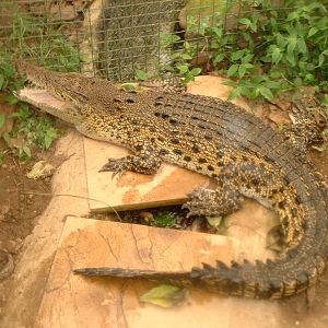 Estuarine Crocodile - Thrigby 2008