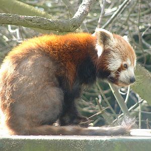 Red Panda - Thrigby 2008