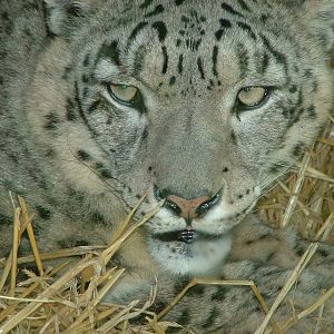Snow Leopard - Banham 2008