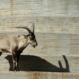 Spanish ibex - Capra pyrenaica hispanica (zoo aquarium Madrid)