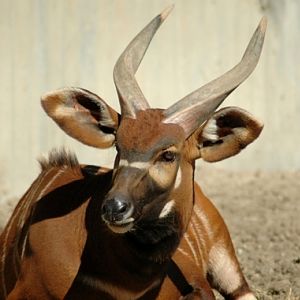 Tragelaphus eurycerus isaaci - Bongo (Zoo aquarium Madrid)