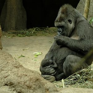 Gorilla gorilla gorilla - Gorilla (Zoo aquarium Madrid)