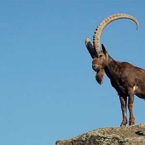 Capra siberica siberica - Siberian ibex (Wuppertal zoo)