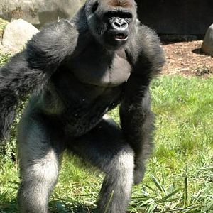 Gorilla gorilla gorilla - Gorilla (Blijdorp, Rotterdam zoo)