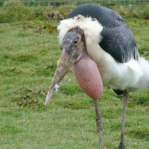 Marabou stork