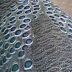 Close-up of Grey peacock pheasant ocelli