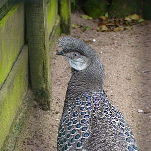 Grey Peacock pheasant