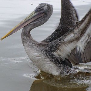 Brown Pelican