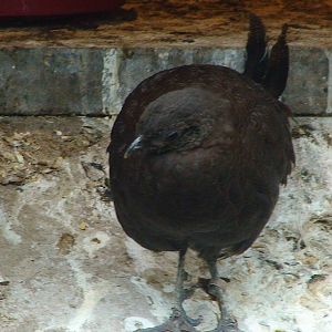 Bronze tailed peacock pheasant