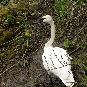 Trumpeter swan
