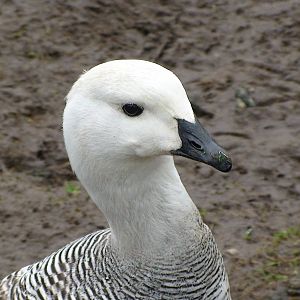 Upland goose