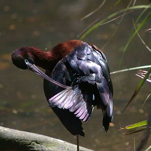 glossy ibis, Melbourne Zoo