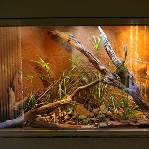 frog tank, Melbourne Zoo