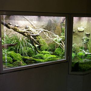 another frog tank, Melbourne Zoo