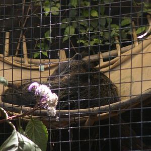 binturong in a hammock!! -- Melbourne Zoo