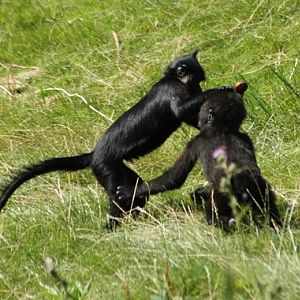 Lophocebus albigena aterrimus & Gorilla gorilla gorilla