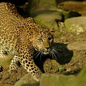 Panthera pardus kotiya - Sri lanka Leopard (Burgers Zoo)