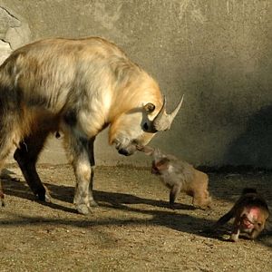 Budorcas taxicolor tibetana & Macaca mulatta