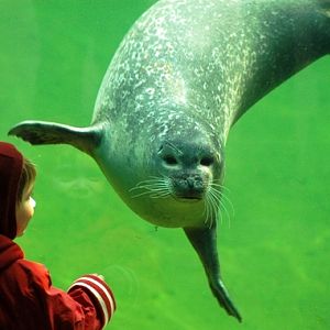 Phoca vitulina - Seal (Naturzoo Rheine, Germany)
