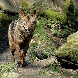 Canis lupus signatus - Spanish Wolf (Munster, Germany)