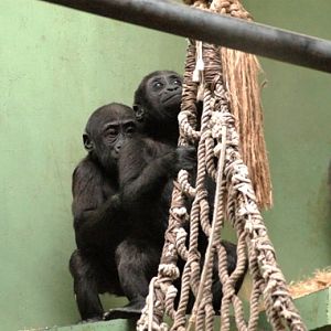 Gorilla gorilla gorilla - Gorilla (Blijdorp, Rotterdam zoo)