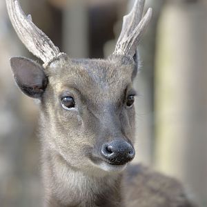 Philippine spotted deer