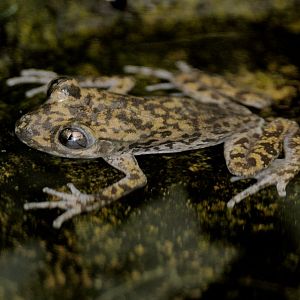 Mallorcan midwife toad