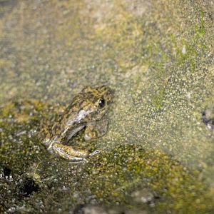 Mallorcan midwife toadlet