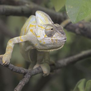 Veiled chameleon