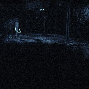 Cool shot, Night Safari